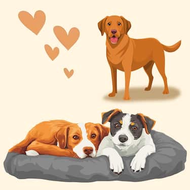 Petzzz coussin ergonomique pour chien Wormi M 80 x 56 x 12 cm