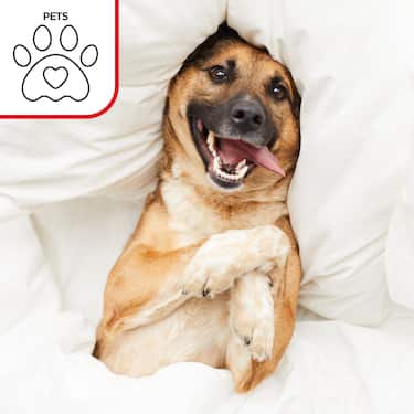 Setex Protège-matelas imperméable en molleton Fixspann 160 x 200 cm, protège-matelas 100% coton en blanc