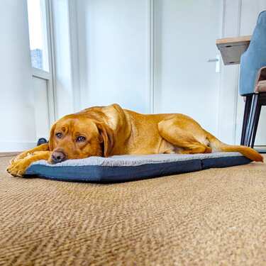 Tapete ergonómico para animais de estimação Petzzz Diva M 80 x 55 x 5 cm, dobrável, antiderrapante