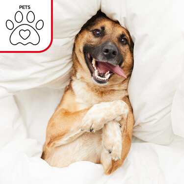 Setex Protège-matelas imperméable en molleton Fixspann 200 x 200 cm, protège-matelas 100% coton en blanc