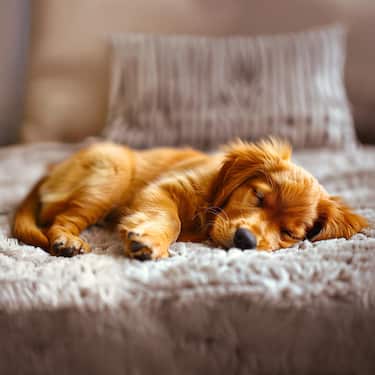Petzzz coussin ergonomique pour chien Wormi M 80 x 56 x 12 cm